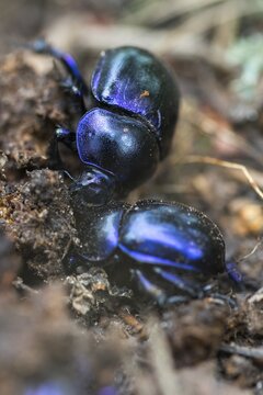 Anoplotrupes stercorosus, Brandenburg, Germany, geotrupidae, dung beetle, Nabu, Nabu project, national natural heritage, natural paradise Gr&uuml;nhaus, forest dung beetle, woodland dor beetle, beetle, post-mining landscape, Coleoptera, dor Beetle, green house, high size, portrait format, insects, beetles