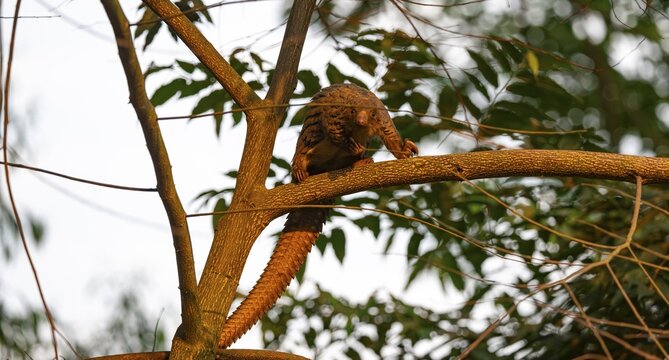 Pangolin climbing a tree, White-bellied pangolin (Phataginus tricuspis, Manis tricuspis), Western Region, Pangolin Rescue Centre, Uganda