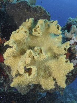 Rough leather coral (Sarcophyton glaucum), Shaab El Erg dive site, Hurghada, Egypt, Red Sea