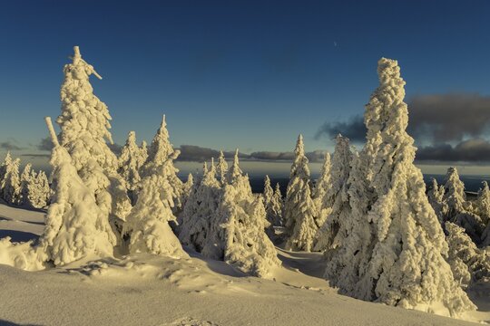 Snowy Spruces (Picea) on the winterly snow-covered Brocken, Winter, Snow, Harz, Berg, Schierke, Saxony-Anhalt, Germany
