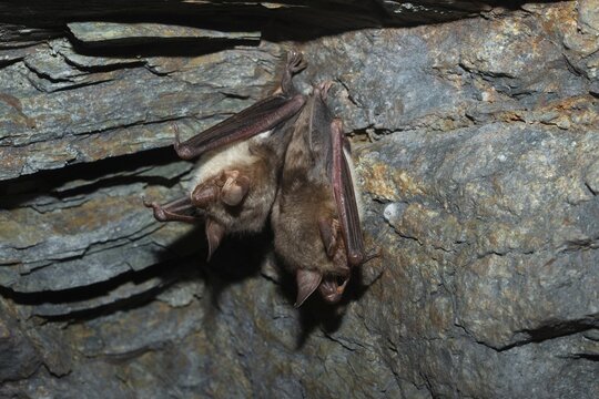 Greater mouse-eared bat, mouse-ear, myotis myotis, bats, chiroptera, bats, mammals, mammals, winter sleep, hibernation