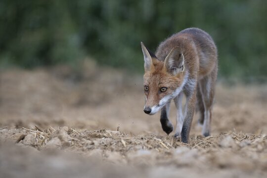 Red fox (Vulpes vulpes) in a field, Rhineland-Palatinate, Germany