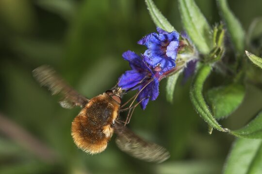 A woolly hoverfly (Bombylius major) sucking nectar on Purple Gromwell, its wings buzzing, Baden-W&uuml;rttemberg, Germany