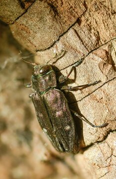 Chrysobothris affinis, gold pit oak splendour beetle, goldmine oak beetle, golddot hardwood beetle, beetle, coleoptera, high size, portrait format, insects, beetles