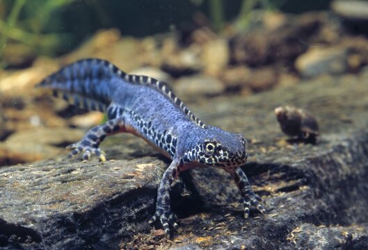 Alpine newt, mountain newt, ichthyosaura alpestris, mesotriton alpestris, triturus alpestris, amphibians, amphibians, amphibians, amphibians, amphibians, male, newt, mating dress