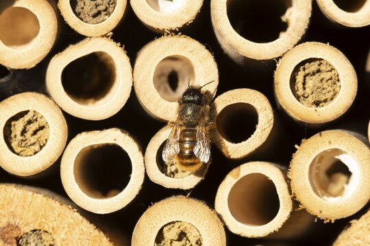 Leafcutter bee (Megachile willughbiella) adult insect on a bee or bug hotel in summer, England, United Kingdom