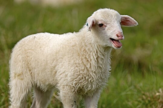 Waldschaf (Landschafrasse) (domestic sheep breed) lamb bleating on a pasture, Germany