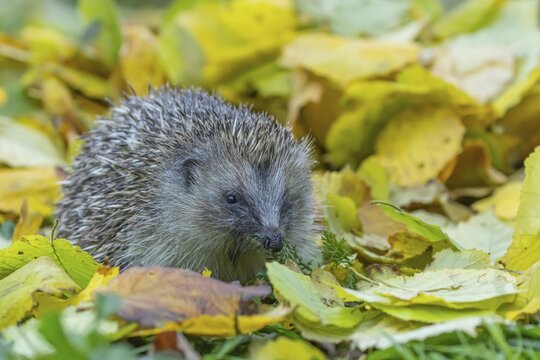 European hedgehog (Erinaceus europaeus) adult animal walking over fallen autumn leaves, Suffolk, England, United Kingdom