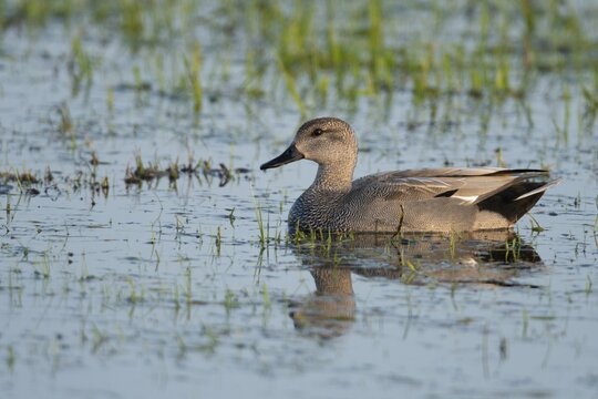 Gadwall (Mareca strepera) in a wet meadow, D&uuml;mmer, Lembruch, Lower Saxony, Germany