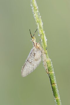 Mayfly (Ephemera glaucops), female with dewdrops, North Rhine-Westphalia, Germany