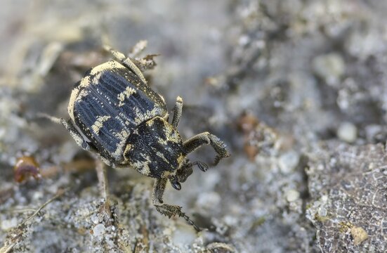 Leaf horn beetle, rotting wood scarab beetle, scarabaeidae, stumbling beetle, valgus hemipterus, beetle, coleoptera, insects, beetles