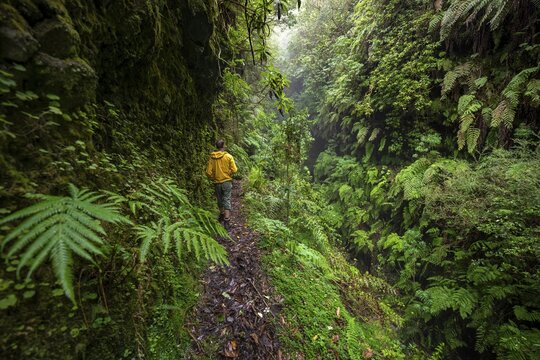 Hikers on a narrow footpath, in densely overgrown forest with ferns, Levada do Caldeir&atilde;o Verde, Parque Florestal das Queimadas, Madeira, Portugal