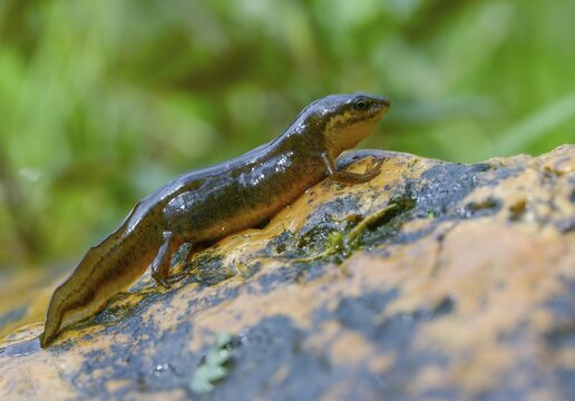 Lissotriton vulgaris, smooth newt, triturus vulgaris, amphibians, amphibians, country traditional costume, amphibians