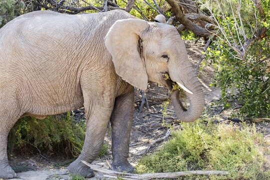 African forest elephant (Loxodonta cyclotis), Namibia