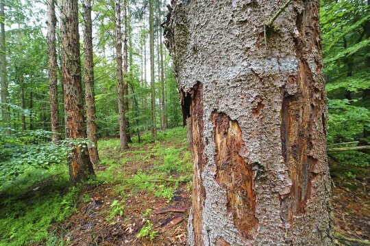 Forest dieback due to bark beetles and drought, dead spruces, Solms, Hesse, Germany
