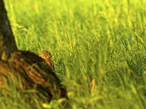 Little owl (Athene noctua) in the evening light, Solms, Hesse, Germany