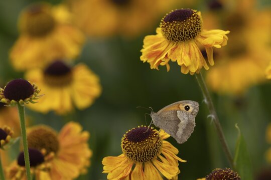 Meadow brown (Maniola jurtina) butterfly adult feeding on a garden Helenium flower, Norfolk, England, United Kingdom