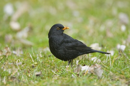 Blackbird (Turdus merula), male, Thuringia, Germany