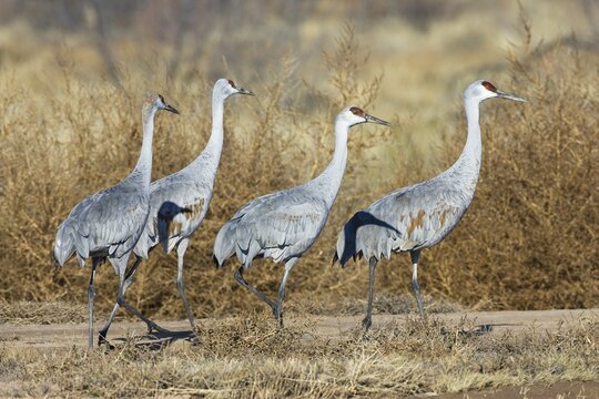 Sandhill Cranes (Grus canadensis), Bosque del Apache Wildlife Refuge, New Mexico, North America, USA