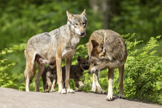 Two adult gray wolves (Canis lupus), Germany