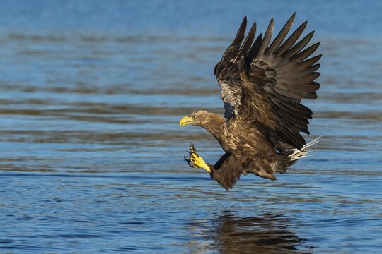 White-tailed eagle (Haliaeetus albicilla), bird of prey, in flight, prey strike, Lauvsnes, North Trondelag, Norway