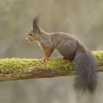 Eurasian red squirrel (Sciurus vulgaris), sitting on dead wood covered with moss, Wilden, North Rhine-Westphalia, Germany