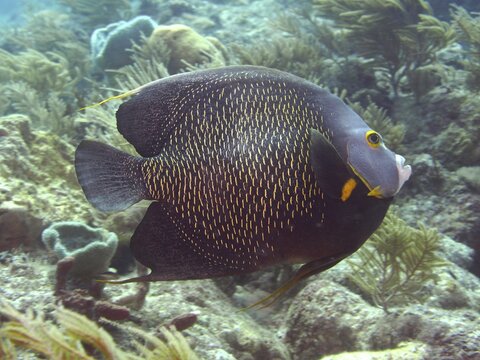 A gray angelfish (Pomacanthus paru) glides past corals and seaweed at the John Pennekamp Coral Reef State Park dive site, Key Largo, Florida Keys, Florida, USA