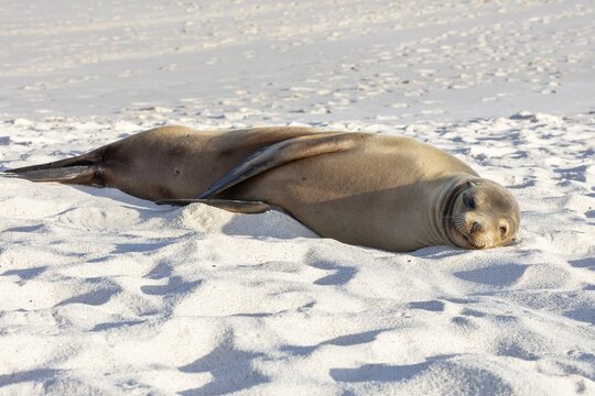 Sea lions (Zalophus wollebaeki), Galapagos, Ecuador