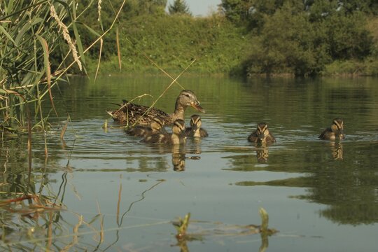 Mallard (Anas platyrhynchos) female with 16-day-old chicks on the water, Allg&auml;u, Bavaria, Germany