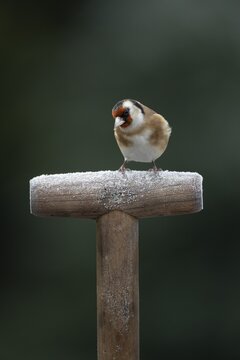 European goldfinch (Carduelis carduelis) adult garden bird on a frost covered fork handle in winter, England, United Kingdom