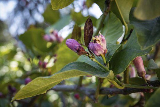 Blossoms and leaves of a lemon tree, garden, Villa Poggio a Caiano, Poggio a Caiano, Tuscany, Italy