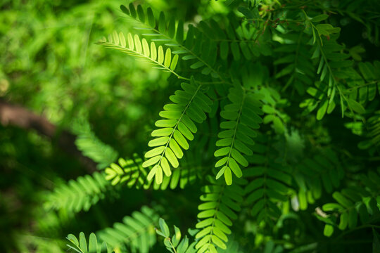 Close up of vibrant green tamarind tree leaves with selective focus.A high-quality close-up photograph showcasing the intricate, compound pinnate leaves of a fresh tamarind tree (Tamarindus indica). 