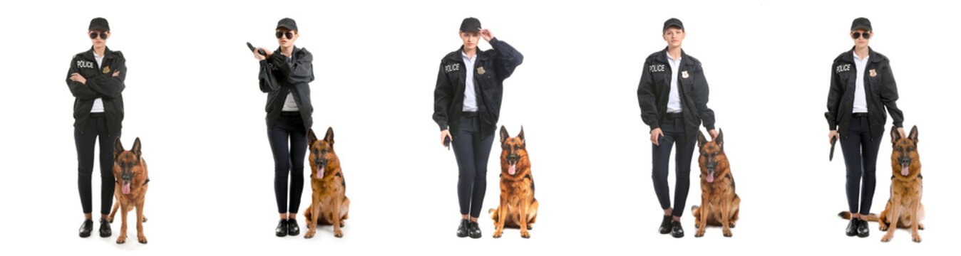 Law enforcement and police K9 unit female officer with German shepherd dog in various poses for security public safety and crime prevention training
