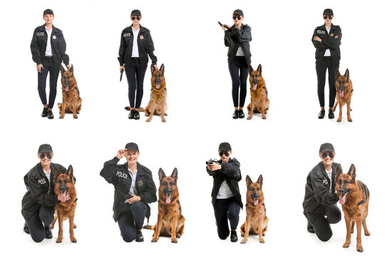 Law enforcement and k9 unit female police officer with german shepherd dog in various poses for security public safety and crime prevention training