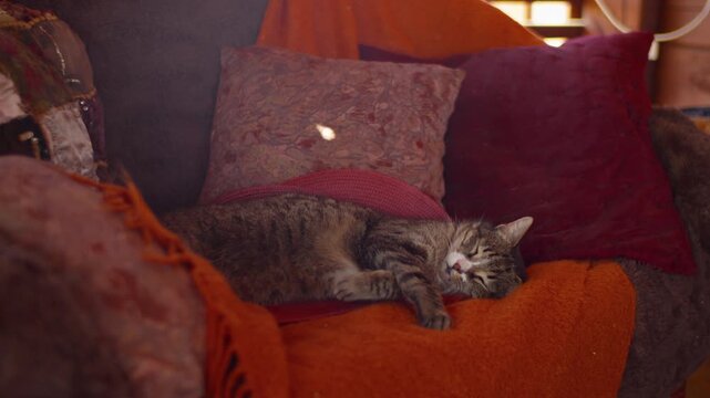 Tabby cat settling into sleep on residential sofa