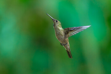 Fototapeta premium A stunning hummingbird Sombre Hummingbird hovering in mid-air to feed on bright red and yellow tropical flowers, set against a smooth green background in Brazil.