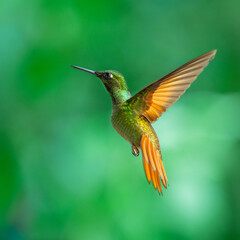 Fototapeta premium Brazilian Ruby hummingbird (Heliodoxa rubricauda) hovering in mid-air with outstretched wings, showcasing its green body, coppery-rufous tail, and flashing ruby throat against a natural background.
