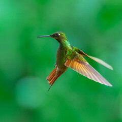 Naklejka premium MasterClass photo. Brazilian Ruby (Clytolaema rubricauda) hummingbird captured in mid-flight hovering with its wings spread, set against a green bokeh background in the Atlantic Forest of Brazil.