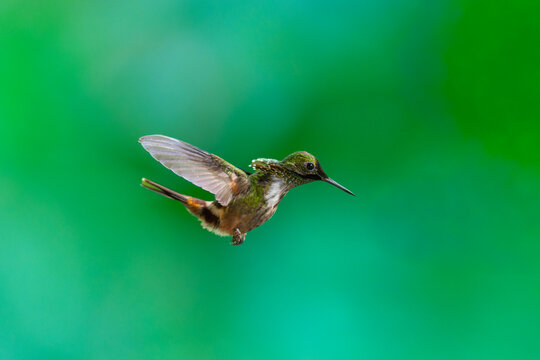 Masterclass photo. Festive Coquette (Lophornis chalybeus) hummingbird captured in mid-flight hovering against a vibrant green bokeh background in the Atlantic Forest of Brazil.
