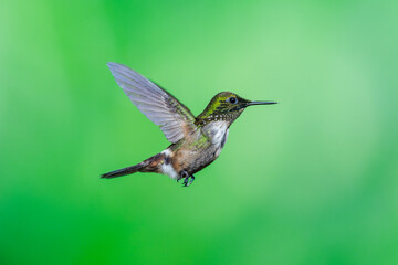 Naklejka premium Masterclass photo. Festive Coquette (Lophornis chalybeus) hummingbird captured in mid-flight hovering against a vibrant green bokeh background in the Atlantic Forest of Brazil.