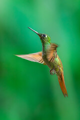 Brazilian Ruby hummingbird (Heliodoxa rubricauda) hovering in mid-air with outstretched wings, showcasing its green body, coppery-rufous tail, and flashing ruby throat against a natural background. © Miroslav Srb