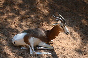 Two white antelopes standing on sandy ground © Галина Миронюк