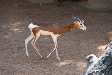 Two white antelopes standing on sandy ground © Галина Миронюк