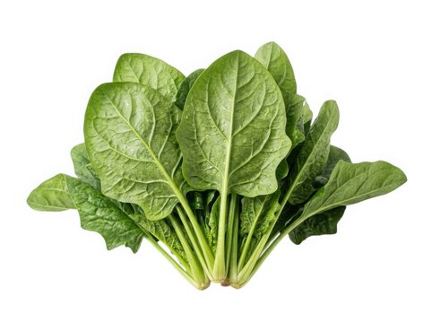 Fresh green spinach leaves bunch on clean white background