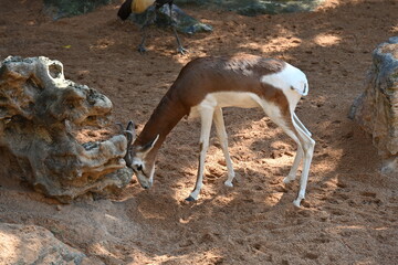 Two white antelopes standing on sandy ground © Галина Миронюк