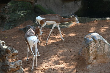 Two white antelopes standing on sandy ground © Галина Миронюк