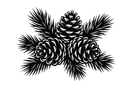 Evergreen pine cones and spruce branches in black and white woodcut style for winter forest decor