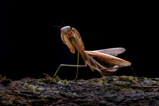  a dead leaf mantis perched on a tree log against black background