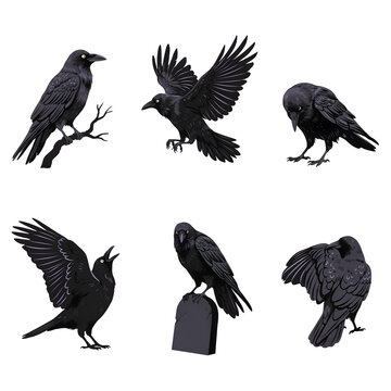 Six black crows in various poses during daylight isolated on transparent background