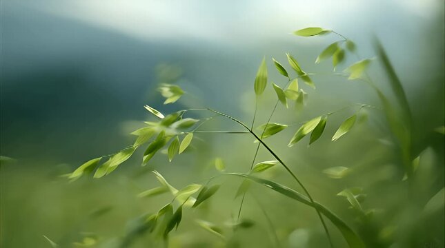 Close-up of vibrant green oat stalks swaying gently in a sunlit meadow evoking feelings of natural beauty tranquility and sustainable growth for wellness themes